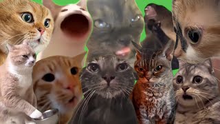 Best Cat Memes [upl. by Ahsinaj784]