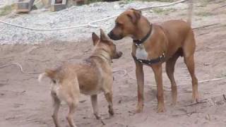 Aussie Cattle Dog vs Rhodesian Ridgeback [upl. by Dnanidref]