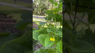 Cantaloupes are finally blooming 🤗 garden planting plants cantaloupe [upl. by Yenal556]