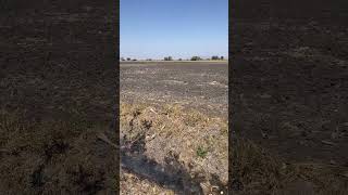 agriculture agricultura mexico michoacán shorts farming dad [upl. by Gustafsson]