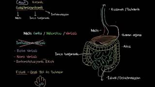 Gastroenterit Mide İltihabı Nedir Sağlık ve Tıp [upl. by Libyc906]