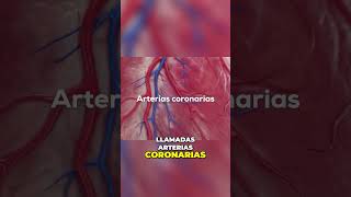 La Importancia de las Arterias Coronarias en la Salud del Corazón [upl. by Madelene]