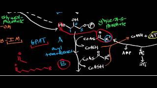 Biochemistry  Biosynthesis of Phosphatidate from DHAP amp Glycerol [upl. by Eeryn]