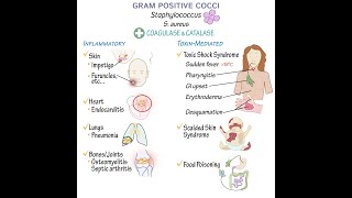 Gram Positive Cocci Overview [upl. by Sokim500]