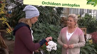 Orchideen umtopfen und Ableger einpflanzen  MDR Garten  MDR [upl. by Aras672]