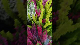 Colourful plants ASMR nature plants asmr flowers shorts farm fyp [upl. by Adlemi]