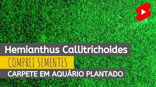 Aquário Nano Plantado Carpete  Sementes de Callitriche SHORTS [upl. by Oralla]