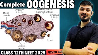 Oogenesis  Gametogenesis  Human Reproduction class 12  Part6  by Vivek Sir [upl. by Arotahs976]