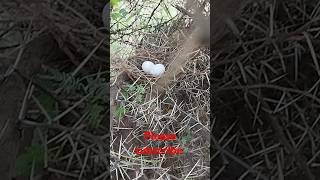 Dove eggsdove nest cute birds shortsfeed cuteanimals [upl. by Anyale]