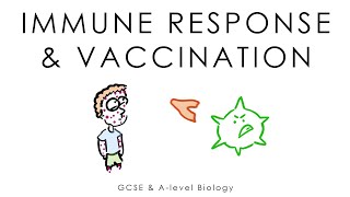 Viruses Immune System amp Vaccines  Biology GCSE amp Alevel [upl. by Reivazx]