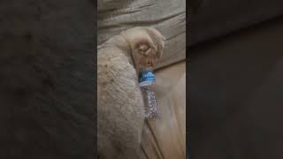 Simba hungover 😭 shorts funny viralvideo cats kitten [upl. by Rudich]