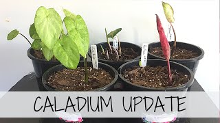 Growing Caladiums 🌱 3 Month CALADIUM GROWTH UPDATE [upl. by Pump]