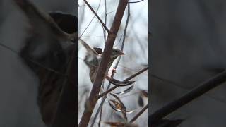 Savannah Sparrow gets blown away by wind [upl. by Haeckel]