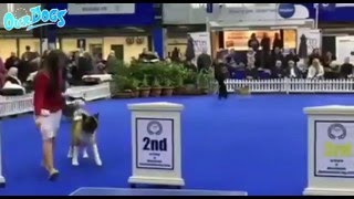 Manchester Dog Show  Utility Group [upl. by Lubet416]