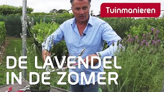 Lavendel snoeien in de zomer hoe doe je dat  Tuinmanieren [upl. by Hanaj]