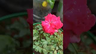 Kashmir rose rose roseflower rosegarden roseshorts garden mygardenflowers floweringplant [upl. by Rudelson]