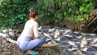 Fishing Techniques  Using pumps pumping water outside the natural lake Harvest a lot of big fish [upl. by Kirkwood318]