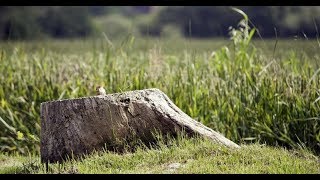 How to Remove Tree Stumps CHEAP [upl. by Hayalat]