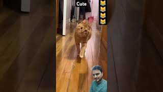 Funny Cat 😺😂😂 funny pets catcomedy catvideos comedy shorts [upl. by Lebasile]