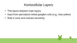 3 Lateral Geniculate Nucleus [upl. by Christi]