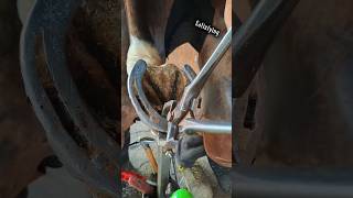 horse hooves cleaning horse hoof satisfying farrier asmr [upl. by Lazes]