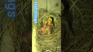 Hatchlings Brown Rock Chat birds hatchling [upl. by Lanod413]