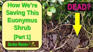 Why Is Our Euonymus Shrub Dying Learn The Warning Signs [upl. by Friedrick]