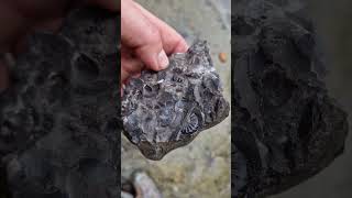 Small Amaltheus ammonite fossils in a shelly nodule from Robin hoods bay  North Yorkshire [upl. by Nailluj]