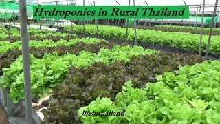 Small Hydroponic lettuce farm next to the highway in rural Thailand [upl. by Eciuqram694]