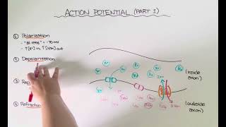 Action Potential Part 1 [upl. by Laehctim167]