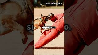 German Shepherd vs Belgian Malinois The Ultimate Guard Dog Showdown [upl. by Ahsenor835]