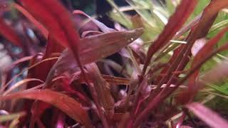 unknown cryptocoryne sp [upl. by Eboj48]