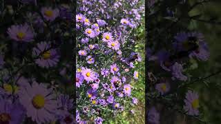 Eastern Carpenter and Bumble Bees foraging on Aster flowers asters bees washingtonsquarepark [upl. by Bartle]