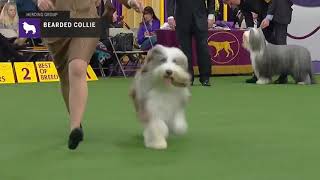 Bearded Collies  Breed Judging 2019 [upl. by Reham]