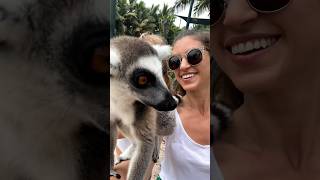 Lemurs on NECKER ISLAND 🏝️bvi [upl. by Perlis202]