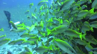 Dive Seychelles 2014  Tauchen Seychellen 2014 [upl. by Gretta43]