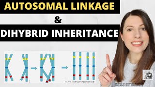 Polygenic Inheritance  Genetics NCERT Class 12 [upl. by Naylor]