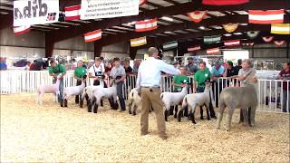 4H Sheep Showmanship [upl. by Ardnovahs252]