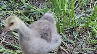 goslings chicks and ducklings eating [upl. by Mide]