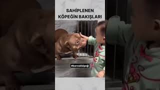 Köpek Sahiplenmek [upl. by Aivyls]