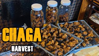 Hunting For Chaga What is Chaga amp Sustainable Foraging amp Harvest of Chaga Mushroom For Medicinal Tea [upl. by Nylaf]