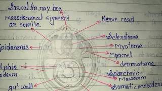 Formation of coelom in Amphioxus [upl. by Barmen]