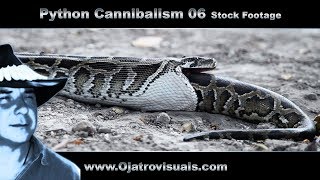 Python Cannibalism 06 Stock Footage [upl. by Odnomyar808]