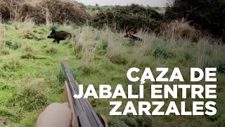 CAZA DE JABALÍ ENTRE ZARZALES 🐗  Caza con escopeta [upl. by Ailekahs898]