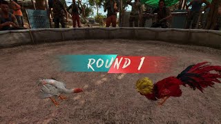 Far Cry 6Rooster Fight [upl. by Adnoel522]