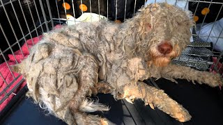 This Neglected Dog Looked Like New After A Groom [upl. by Bergwall524]