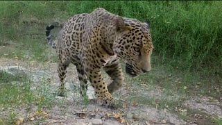 Jaguars spotted near Arizona border first since getting hunted out of the US [upl. by Baggott]