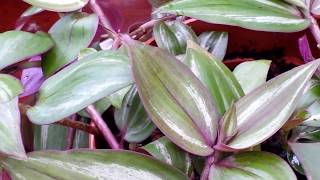 A Closer Look at TRADESCANTIA ZEBRINA  Spiderwort Wandering Jew [upl. by Kolodgie337]