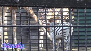 45 Cute zebra baby NANAKAs adventure シマウマの赤ちゃんの成長記録【Cute animal baby videos】【羽村市動物公園】 [upl. by Swanson]