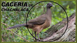 CACERIA DE CHACHALACA 2021  RANCHO EL FAISAN [upl. by Leinehtan]